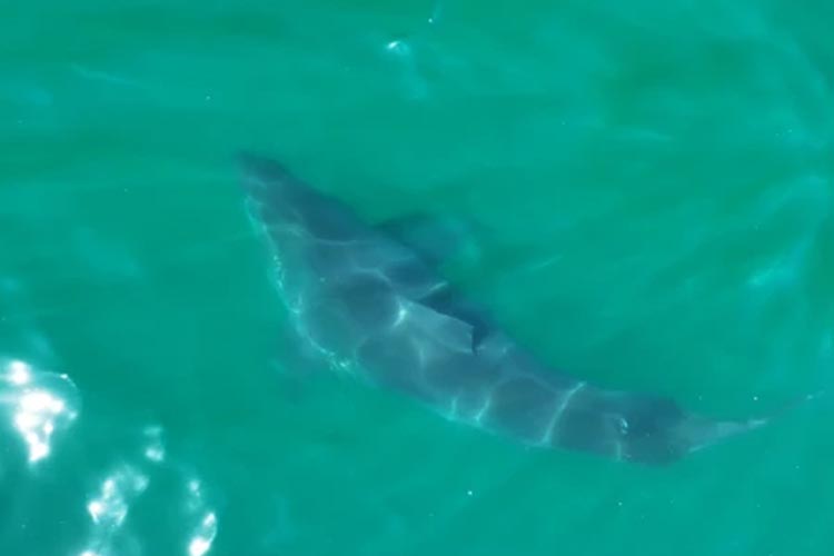 a large great white shark filmed from above the surface