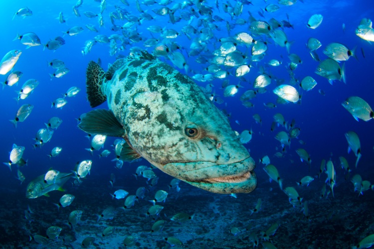 QUIZ: Snappers & Groupers
