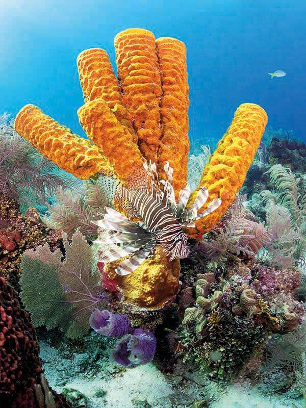 An invasive lionfish on a reef in Belize