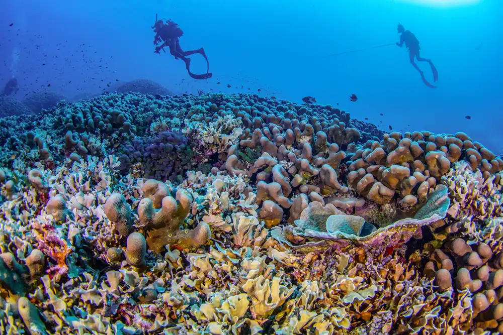 two divers swimming over a healthry coral reef
