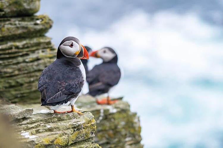 puffins on orkney island cliffs