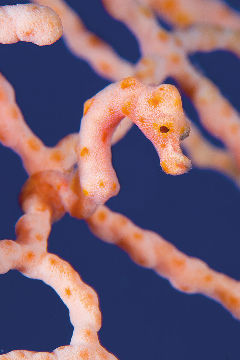 Close up of an orange and pink pygmy seahorse