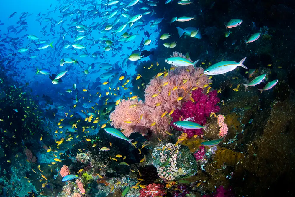 a coral reef with thousands of fish in raja ampat
