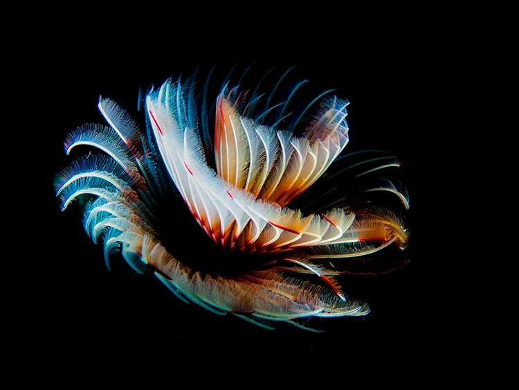 raymond wennekes feather duster worm