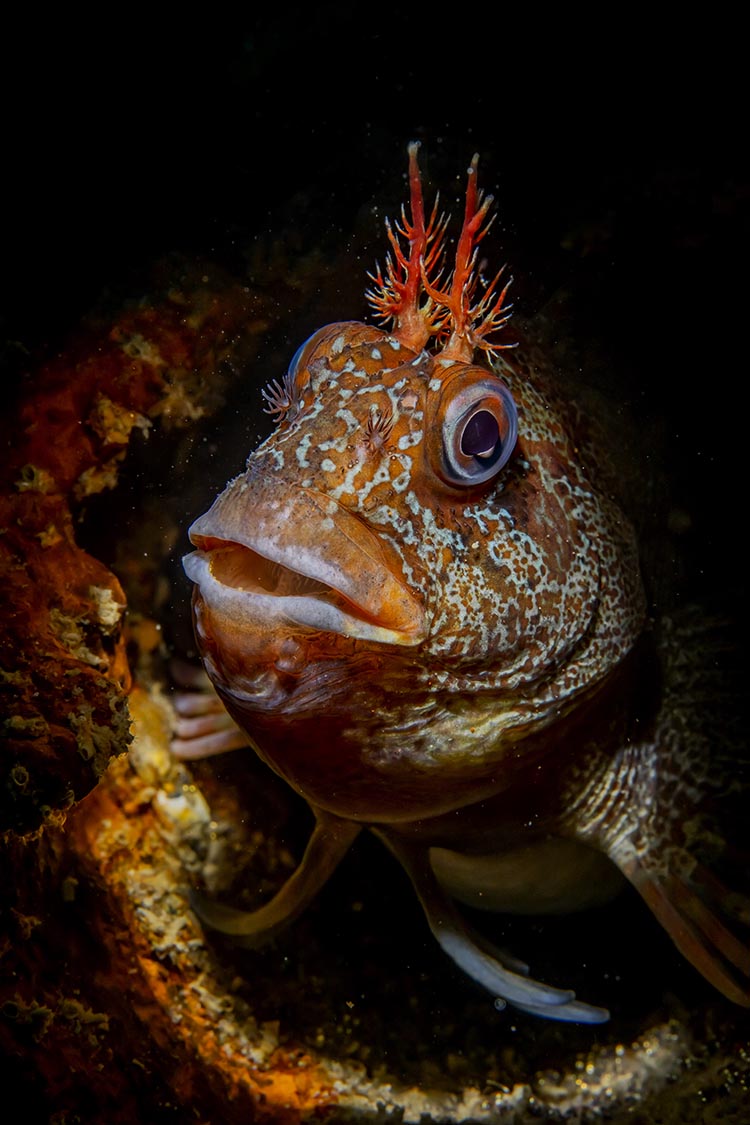 tompot blenny shot by raymond wennekes