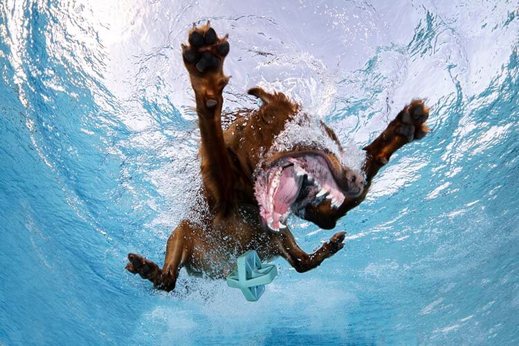 raymond wennekes underwaterdog