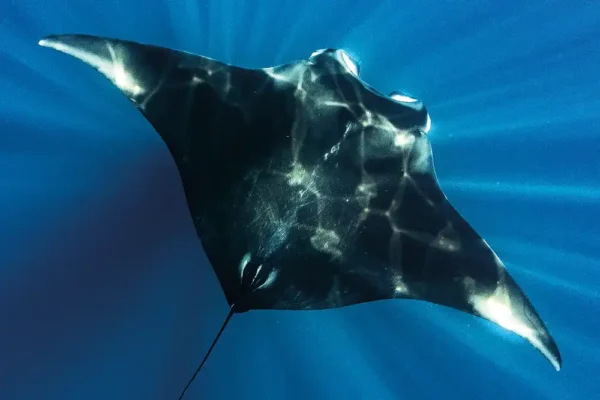an overhead shot of an Altantic Manta ray