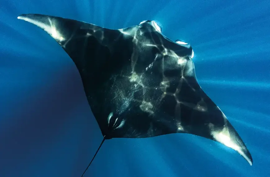 an overhead shot of an Altantic Manta ray
