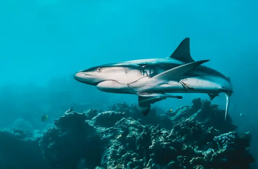 New shark-repellent hook could cut longline bycatch by more than 60 per cent