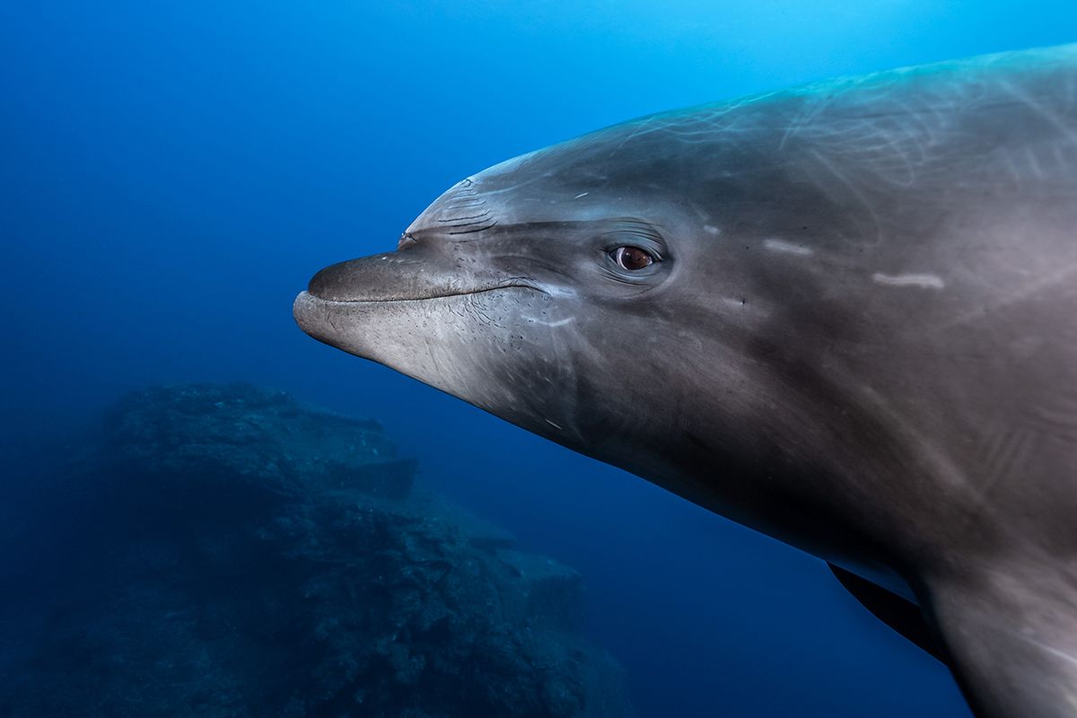 Eye to eye with a bottlenose dolphin at the Revillagigedo Archipelago, Mexico