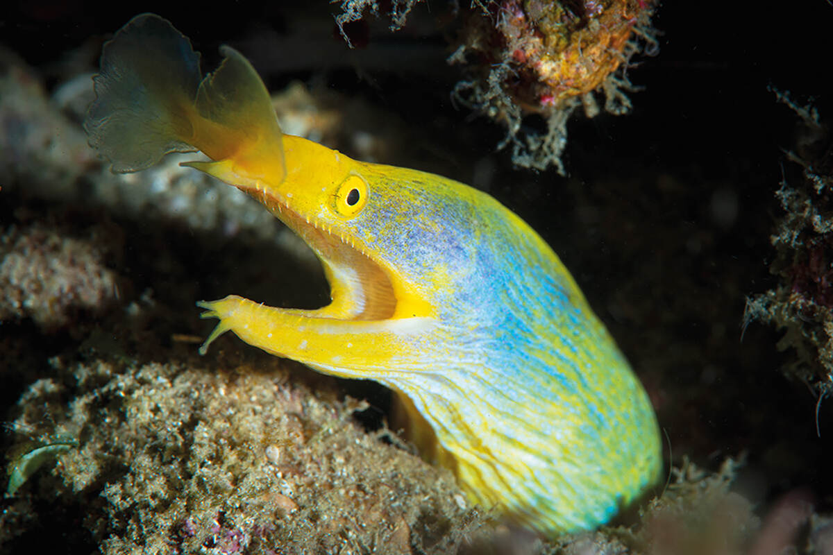 A yellow and blue ribbon eel sticks it's head out of a cave