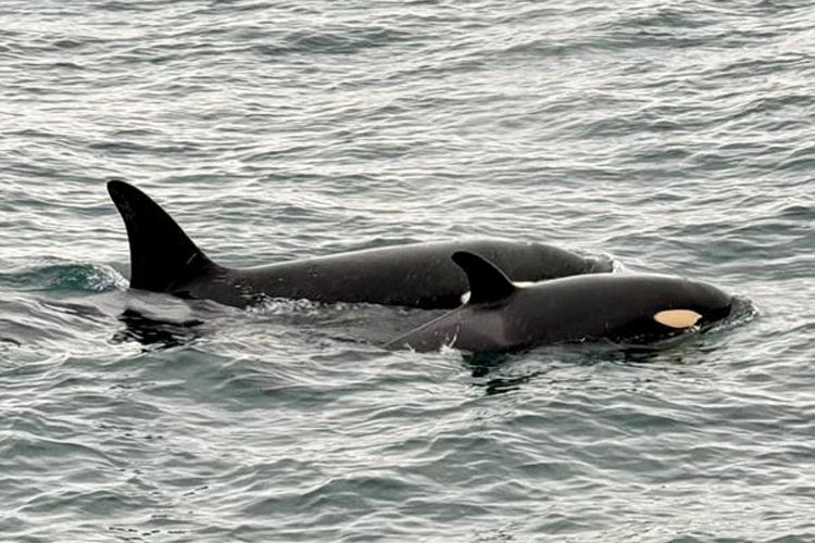 orca pair spotted in scapa flow by the crew of RNLI Longhope