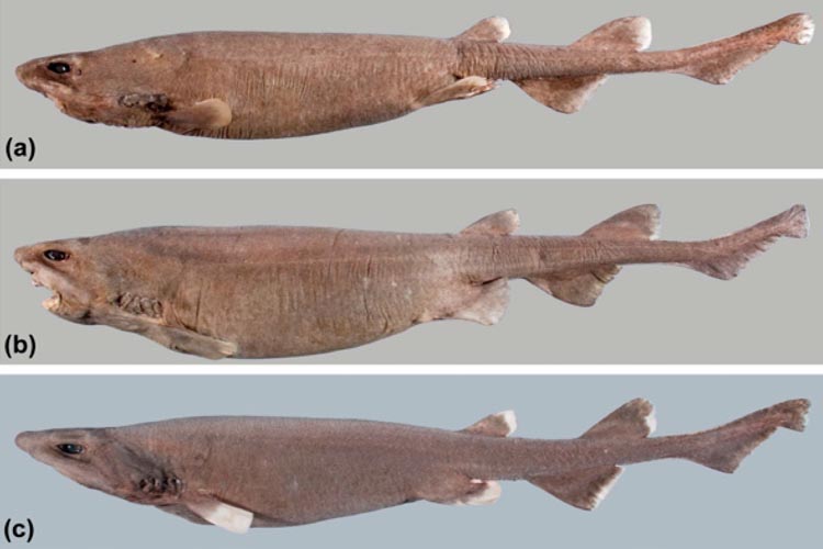 specimens of roughback bristle shark including a pregnant female