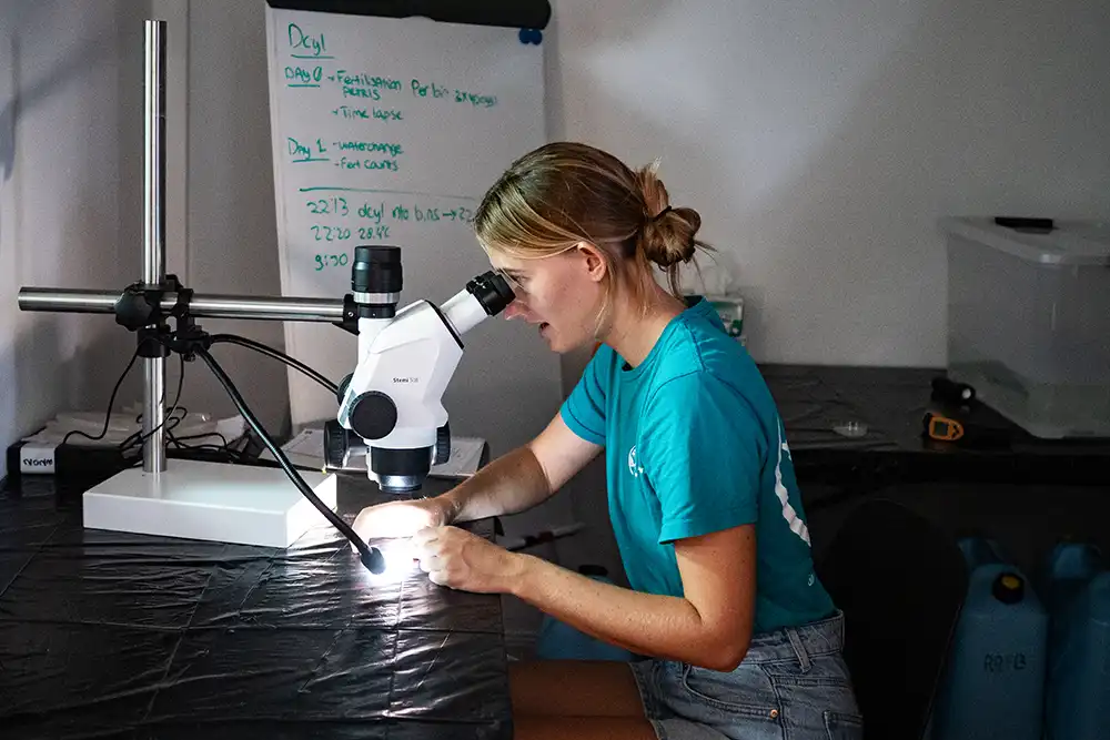 a scientist in a lab looking at coral larvae under a microscope