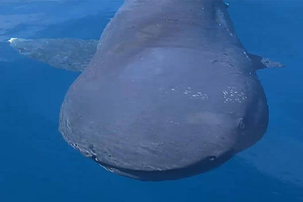 First ever pregnant megamouth shark is discovered as creature
