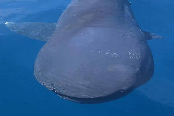 Rare megamouth sharks spotted off San Diego coast