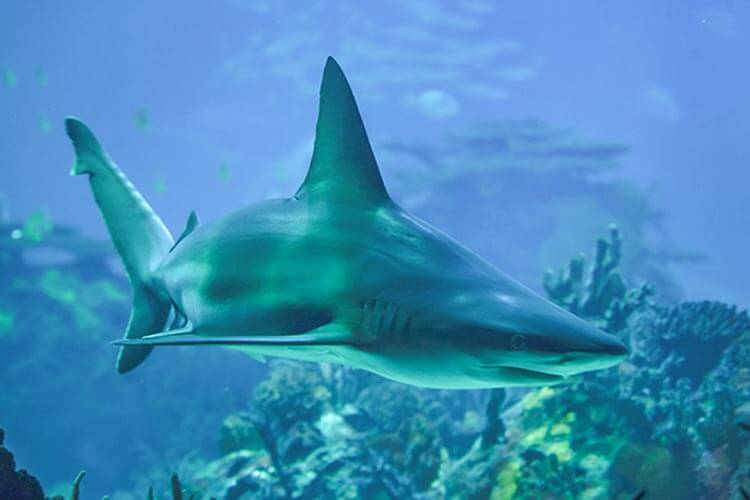 sandbar shark