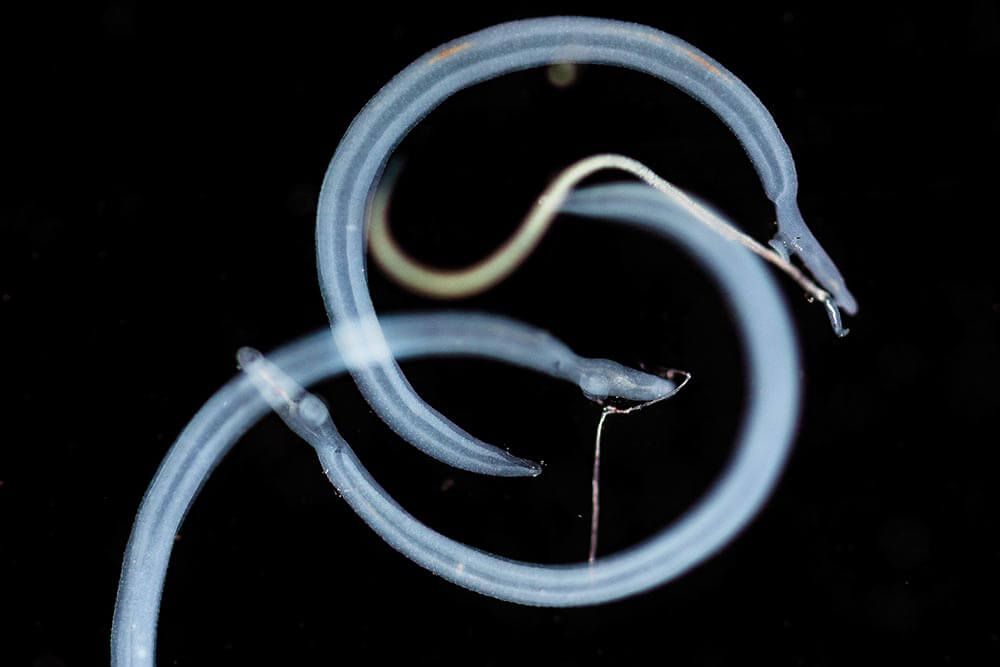 schistosoma parasite