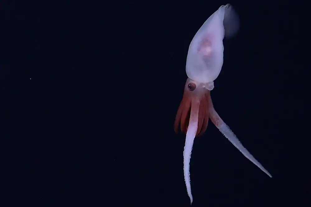 New seamount and species discovered in Nazca Ridge - DIVE Magazine