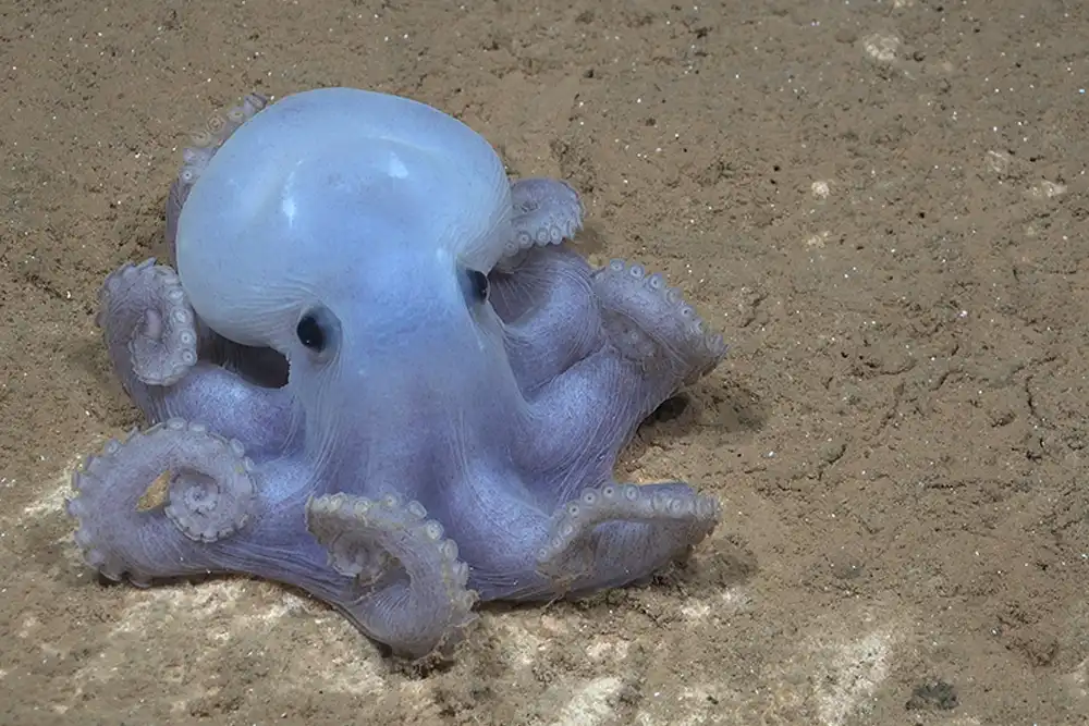 a picture of a casper octopus sitting on the sea floor of a Naza Ridge seamount