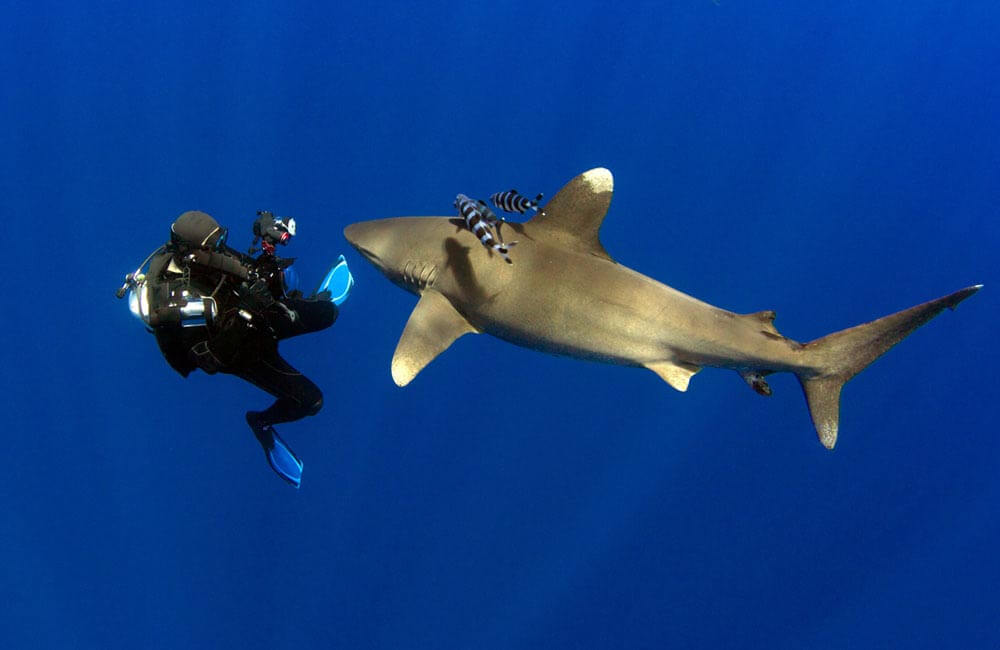 oceanic whitetip shark and scuba diver with camera