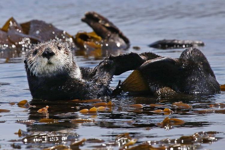 a sea otter floating at the surface