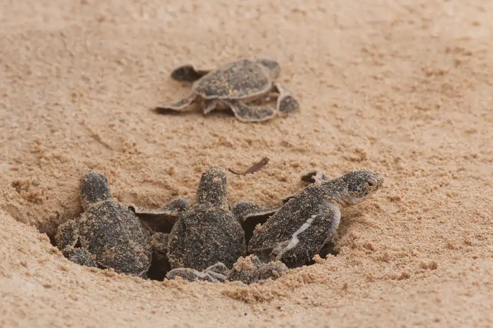 loggerhead sea turtle hatchings emerging from their nest on a beach