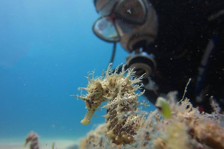 scuba diver with a seahorse