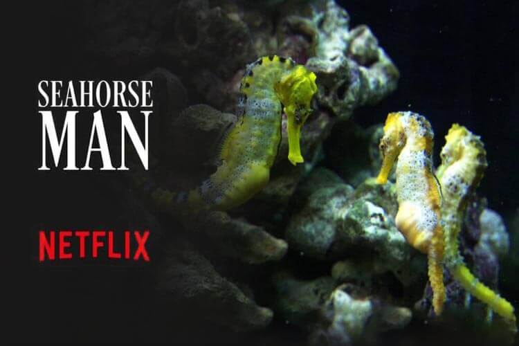 Seahorse Man comes to Netflix