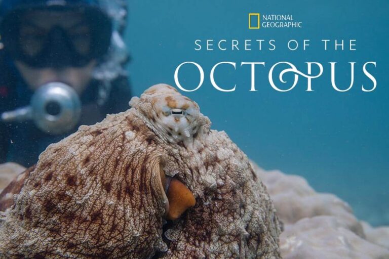 ‘Secrets of the Octopus’ – a brilliant new Nat Geo docu-series