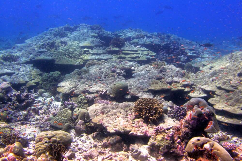 seychelles coral reef