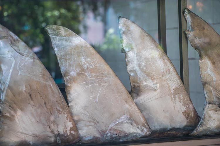 shark fins on display