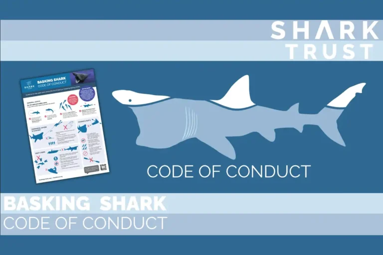 Shark Trust’s new basking shark code of conduct