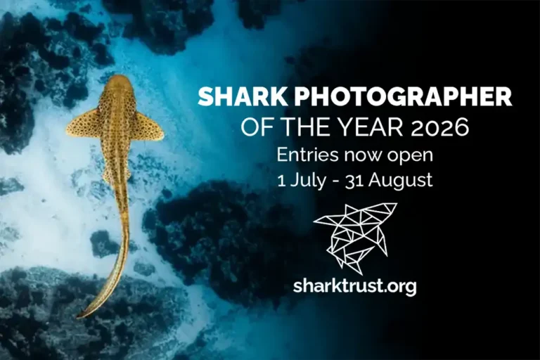 Shark Photographer of the Year 2026 opens for entries