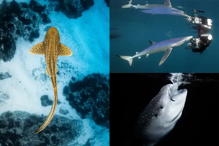 Celebrating Shark Awareness Day with the Shark Trust’s Shark Photographer of the Year 2025 Winners