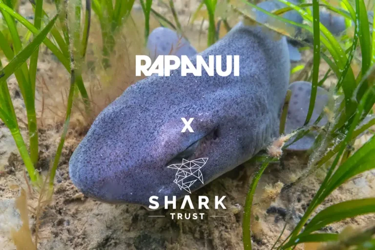 Shark Trust and Rapanui launch limited edition clothing range