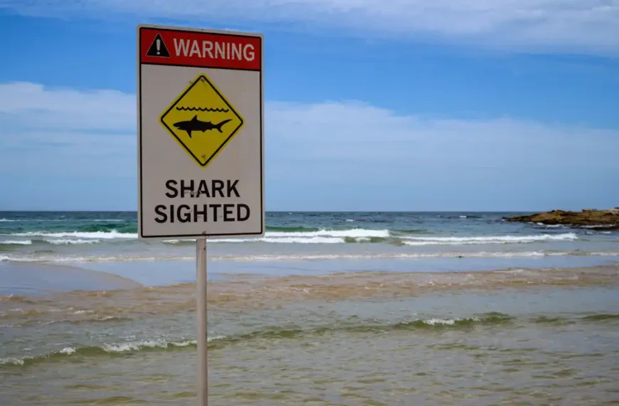 12-year-old shark attack victim ‘unlikely to survive’