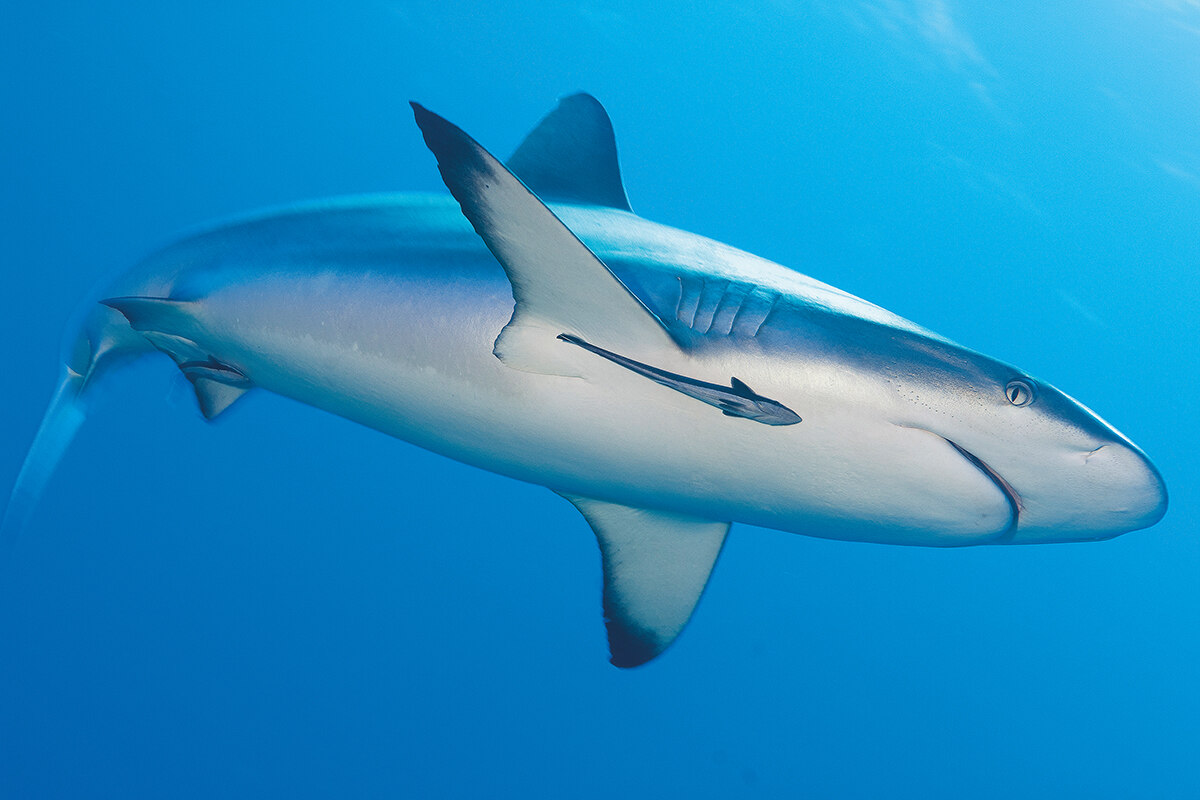 A grey reef shark swimming