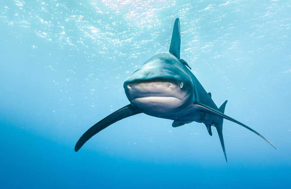 oceanic whitetip shark