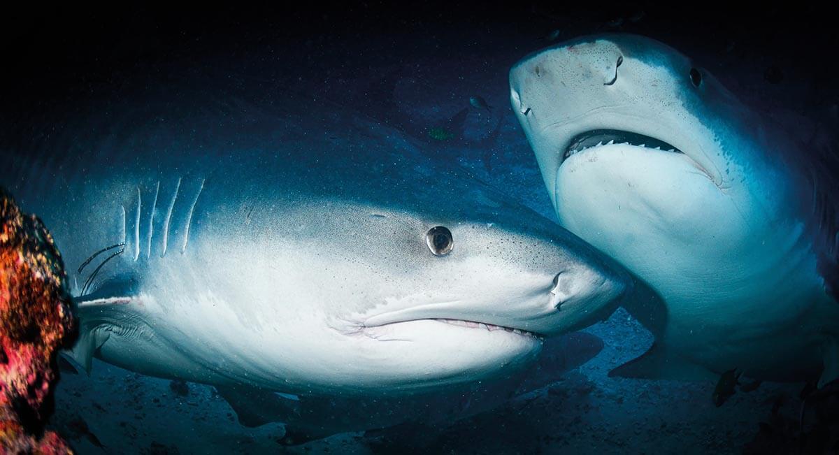 Two large bull sharks
at a Beqa shark feed