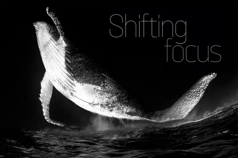 Shifting focus – an interview with Fabi Fregonesi