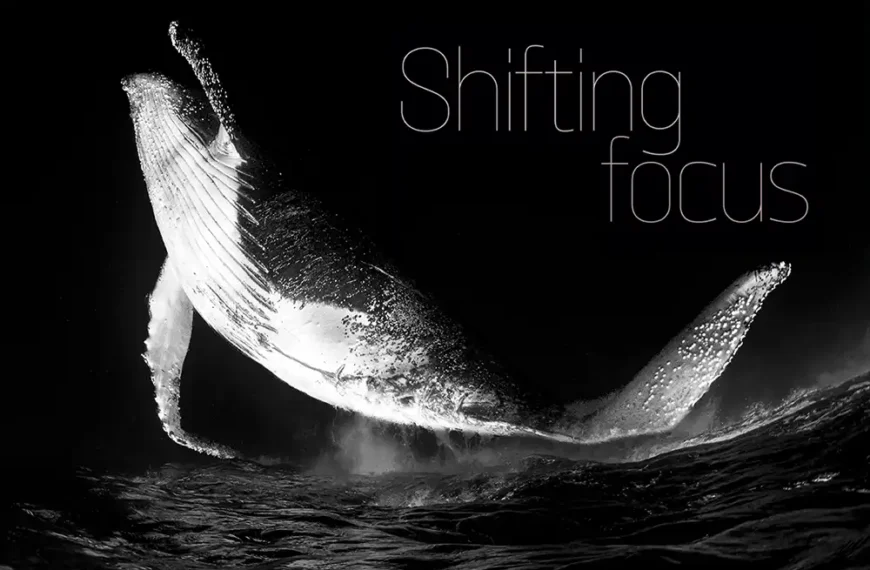 Shifting focus – an interview with Fabi Fregonesi