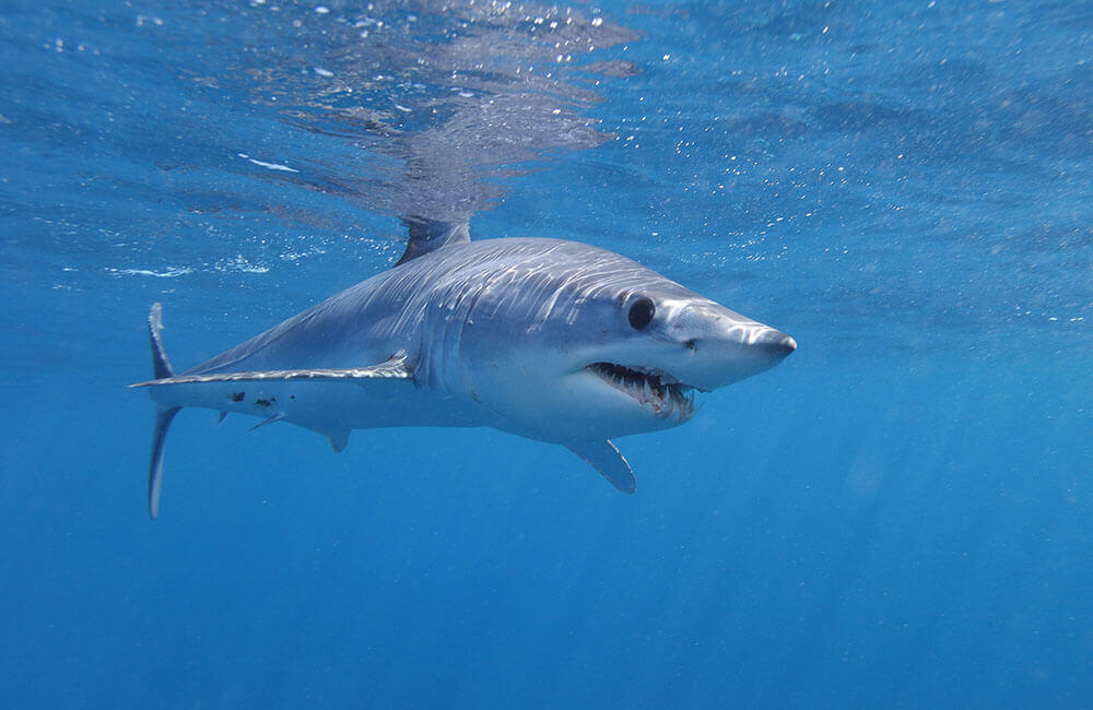 shortfin mako vulnerable