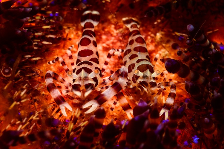 QUIZ: Wildlife Identification