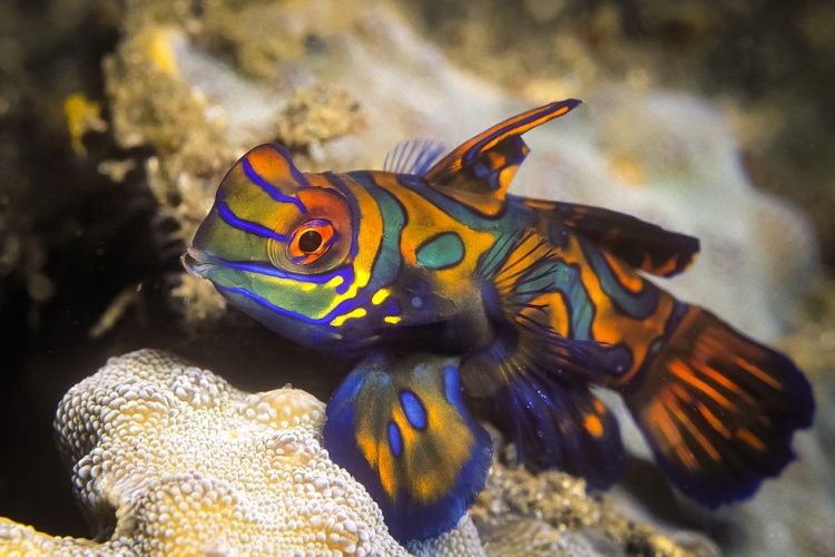 QUIZ: Name That Fish