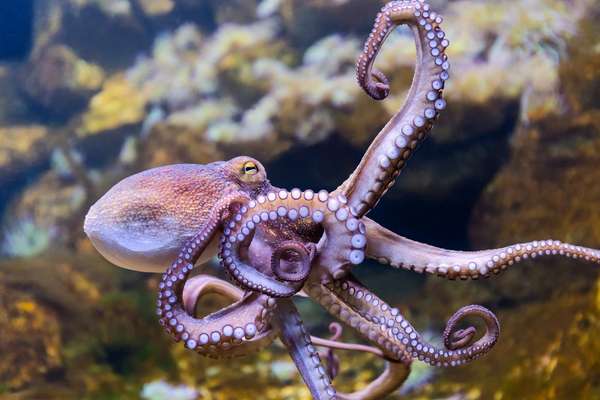 Octopus farms raise huge animal welfare concerns – and they’re unsustainable too