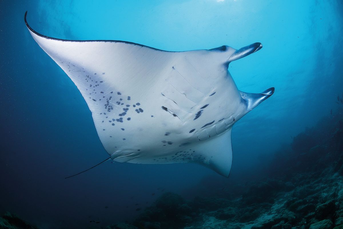 white underbelly of a soaring manta ray