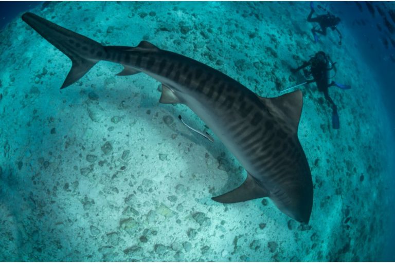 10 best dive resorts in the Maldives DIVE Magazine