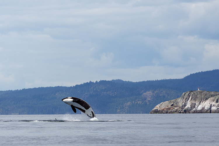 An orca jumping out the water in Lund, Canada