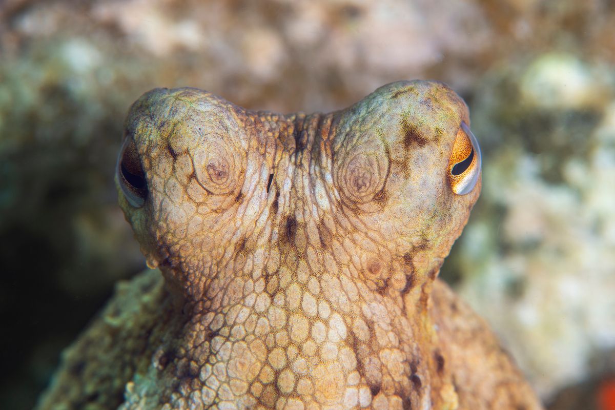 Close up of an octopus
